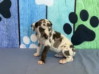 Arya, a female Great Dane for sale in Fort Wayne, IN – 2 of 10