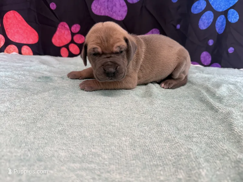 Bingo – Great Dane puppy for sale in Fort Wayne, IN