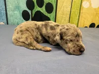 Shaggydog , a male Great Dane for sale in Fort Wayne, IN – Photo 2 of 4