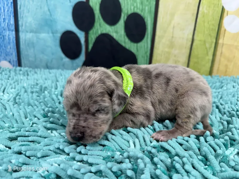 Shaggydog  – Great Dane puppy for sale in Fort Wayne, IN