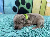 Shaggydog , a male Great Dane for sale in Fort Wayne, IN – Photo 1 of 7