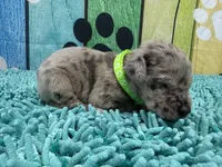 Shaggydog , a male Great Dane for sale in Fort Wayne, IN – Photo 3 of 7