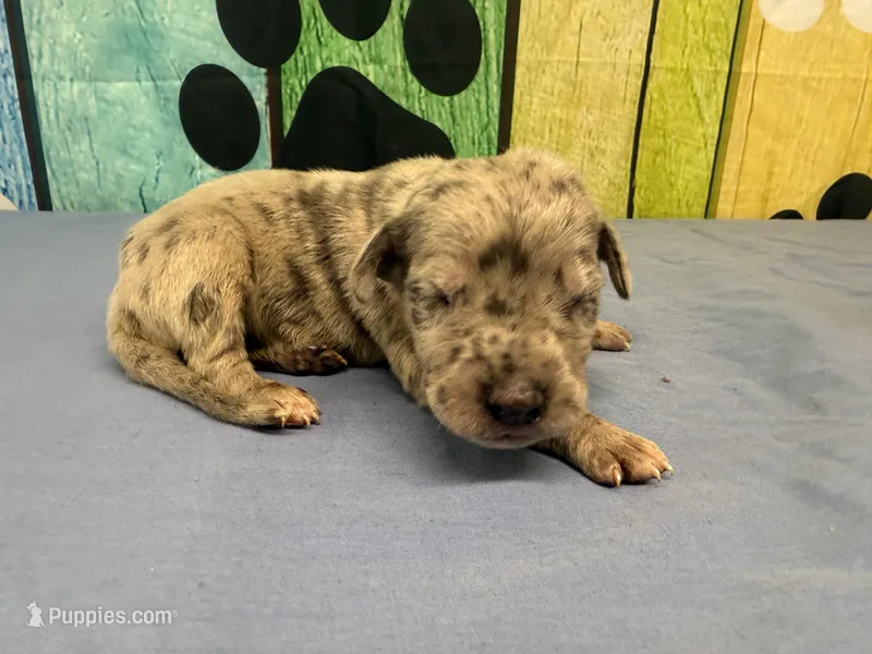 Shaggydog  – Great Dane puppy for sale in Fort Wayne, IN