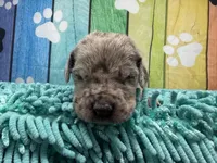 Shaggydog , a male Great Dane for sale in Fort Wayne, IN – Photo 2 of 7