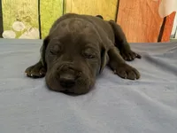 Eragon, a male Great Dane for sale in Fort Wayne, IN – 6 of 10