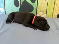 Brom, a male Great Dane for sale in Fort Wayne, IN – 4 of 10