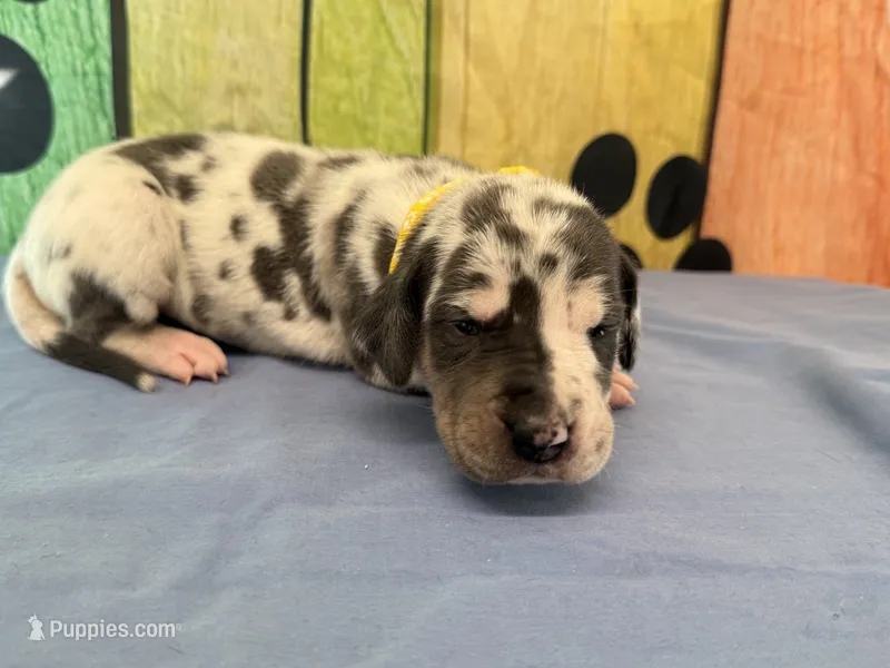 Angela – Great Dane puppy for sale in Fort Wayne, IN