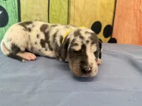 Angela, a female Great Dane for sale in Fort Wayne, IN – 5 of 10