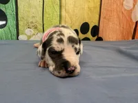 Arya, a female Great Dane for sale in Fort Wayne, IN – 6 of 10