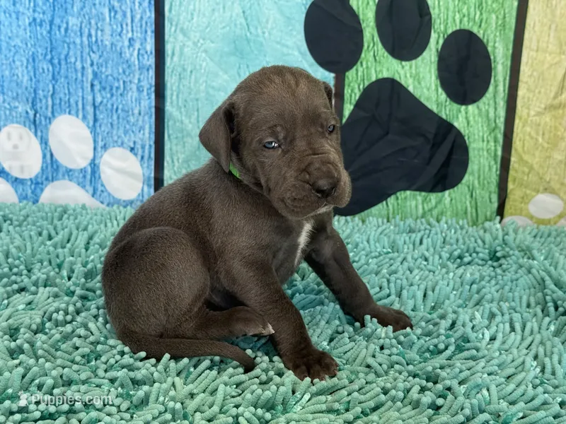 Saphira – Great Dane puppy for sale in Fort Wayne, IN