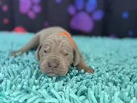 Lila, a female Great Dane for sale in Fort Wayne, IN – Photo 8 of 10