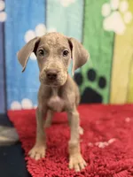 Lila, a female Great Dane for sale in Fort Wayne, IN – Photo 1 of 10