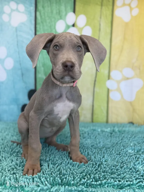 Lila – Great Dane puppy on hold in Fort Wayne, IN