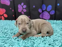 Lila, a female Great Dane for sale in Fort Wayne, IN – Photo 5 of 10