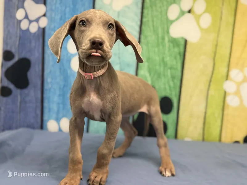 Lila – Great Dane puppy for sale in Fort Wayne, IN