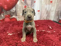 Lila, a female Great Dane for sale in Fort Wayne, IN – Photo 3 of 10