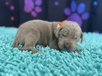 Lila, a female Great Dane for sale in Fort Wayne, IN – Photo 7 of 10