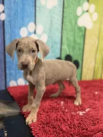 Lila, a female Great Dane for sale in Fort Wayne, IN – Photo 2 of 10