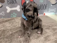 Patch, a male Great Dane for sale in Fort Wayne, IN – 2 of 5