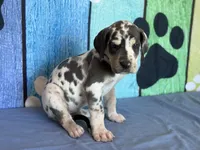 Angela, a female Great Dane for sale in Fort Wayne, IN – 2 of 10