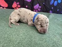 Jack, a male Great Dane for sale in Fort Wayne, IN – 3 of 5