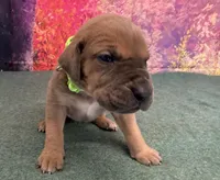 Jaime, a male Great Dane for sale in Fort Wayne, IN – 2 of 8