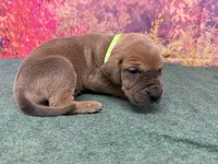 Jaime, a male Great Dane for sale in Fort Wayne, IN – 3 of 8