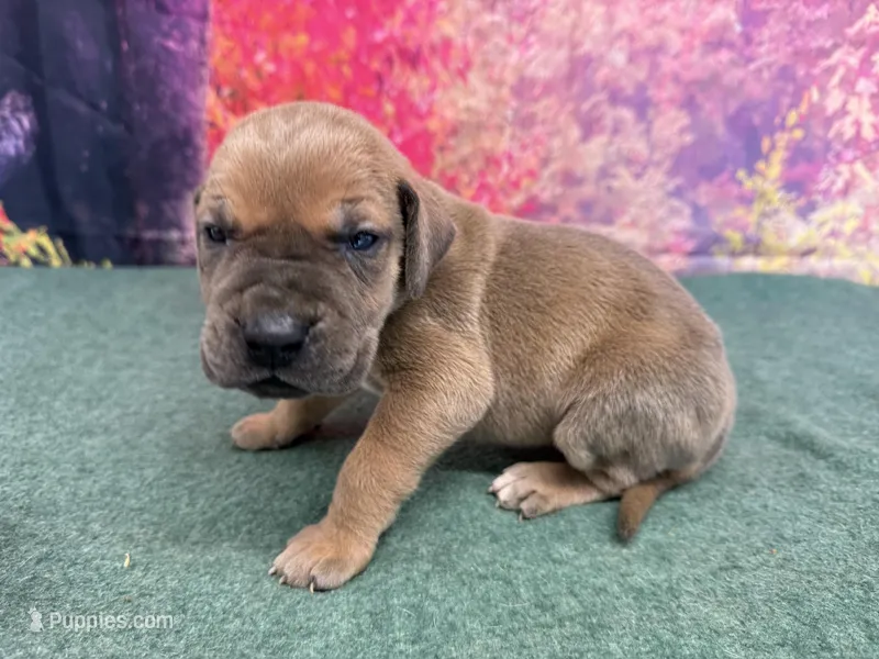 Jaime – Great Dane puppy for sale in Fort Wayne, IN