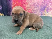 Jaime, a male Great Dane for sale in Fort Wayne, IN – 1 of 8