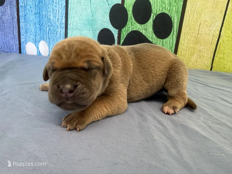 Jaime – Great Dane puppy for sale in Fort Wayne, IN