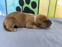 Jaime, a male Great Dane for sale in Fort Wayne, IN – Photo 2 of 5