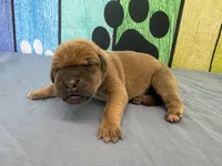 Jaime, a male Great Dane for sale in Fort Wayne, IN – Photo 3 of 5