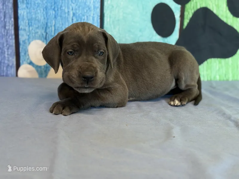 Saphira – Great Dane puppy for sale in Fort Wayne, IN
