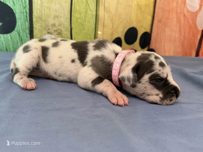 Arya – Great Dane puppy for sale in Fort Wayne, IN