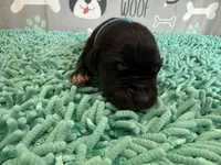 Roran, a male Great Dane for sale in Fort Wayne, IN – 2 of 5
