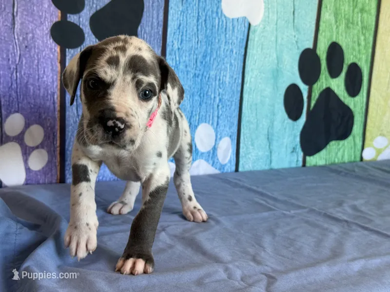 Arya – Great Dane puppy for sale in Fort Wayne, IN