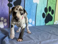 Arya, a female Great Dane for sale in Fort Wayne, IN – 1 of 10