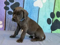 Eragon, a male Great Dane for sale in Fort Wayne, IN – 2 of 10