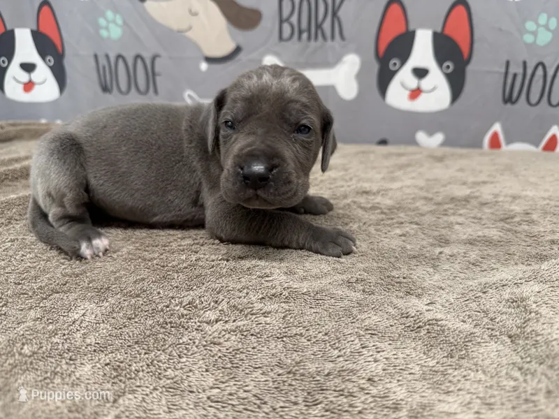Roger – Great Dane puppy for sale in Fort Wayne, IN