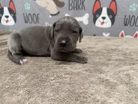 Roger, a male Great Dane for sale in Fort Wayne, IN – 1 of 5