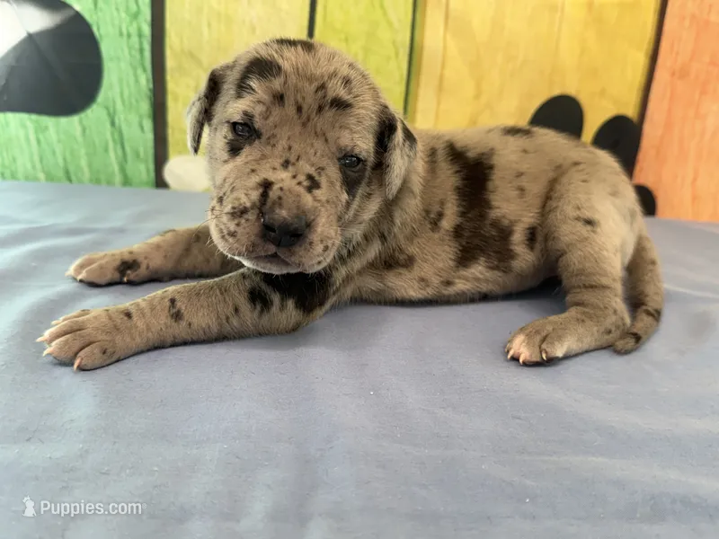 Elva – Great Dane puppy for sale in Fort Wayne, IN