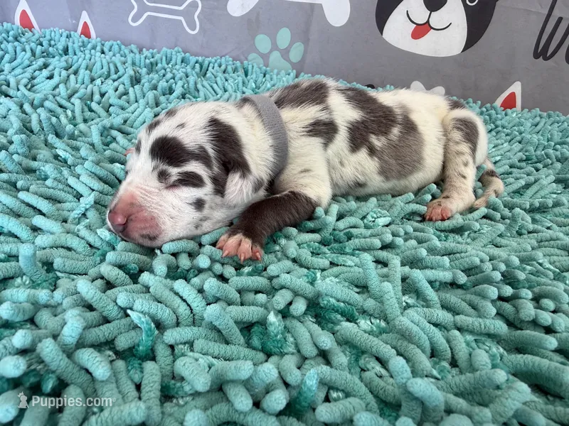 Arya – Great Dane puppy for sale in Fort Wayne, IN