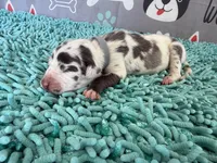 Arya, a female Great Dane for sale in Fort Wayne, IN – 1 of 5