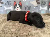 Colonel, a male Great Dane for sale in Fort Wayne, IN – 2 of 5
