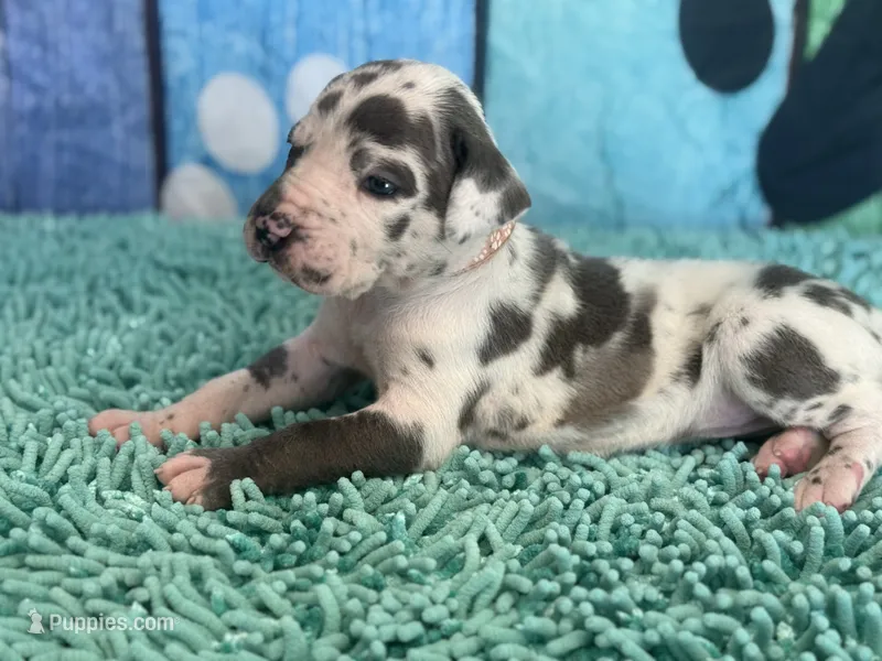 Arya – Great Dane puppy for sale in Fort Wayne, IN