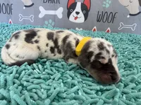 Angela, a female Great Dane for sale in Fort Wayne, IN – 3 of 5