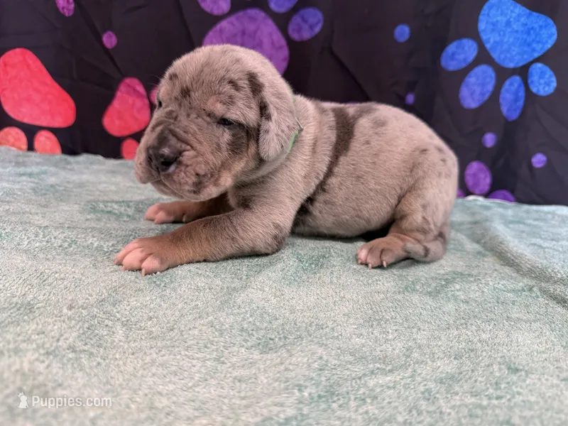 Winton – Great Dane puppy for sale in Fort Wayne, IN