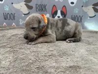 Sergeant Tibbs, a male Great Dane for sale in Fort Wayne, IN – 3 of 5