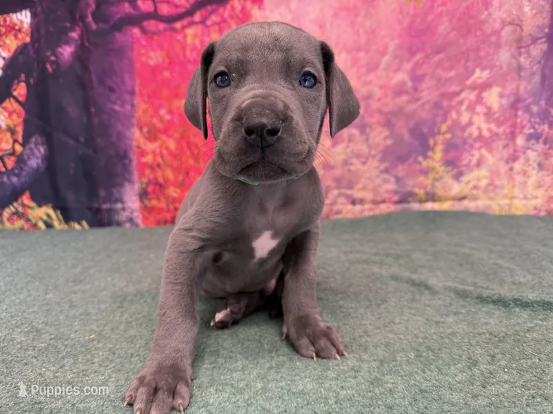 Robb – Great Dane puppy for sale in Fort Wayne, IN