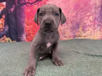 Robb, a male Great Dane for sale in Fort Wayne, IN – Photo 1 of 10